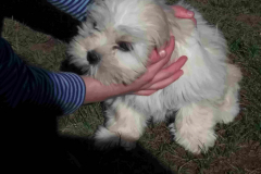Lhassa-apso OLLY