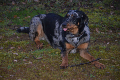 Beauceron NESQUICK