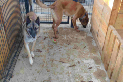 Berger malinois NEO & LASKO