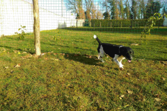 Bleu-de-cascogne BALOO