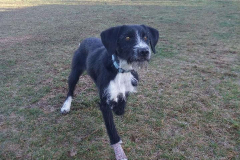 Border collie NATKA