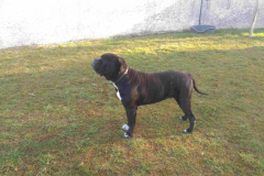 Cane-corso JOSS