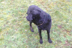 Labrador DJANGO