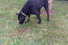 Croisée Labrador griffon LITCHI