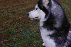 Husky MAIKA