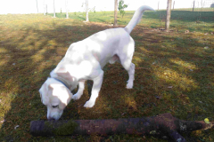 Labrador blanc MAKI