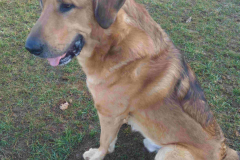 X labrador/berger TOM