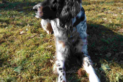 Setter-anglais BAGUETTE