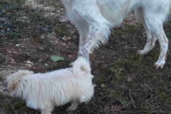 Setter-anglais & Lhassa apso BELLA & OLLY